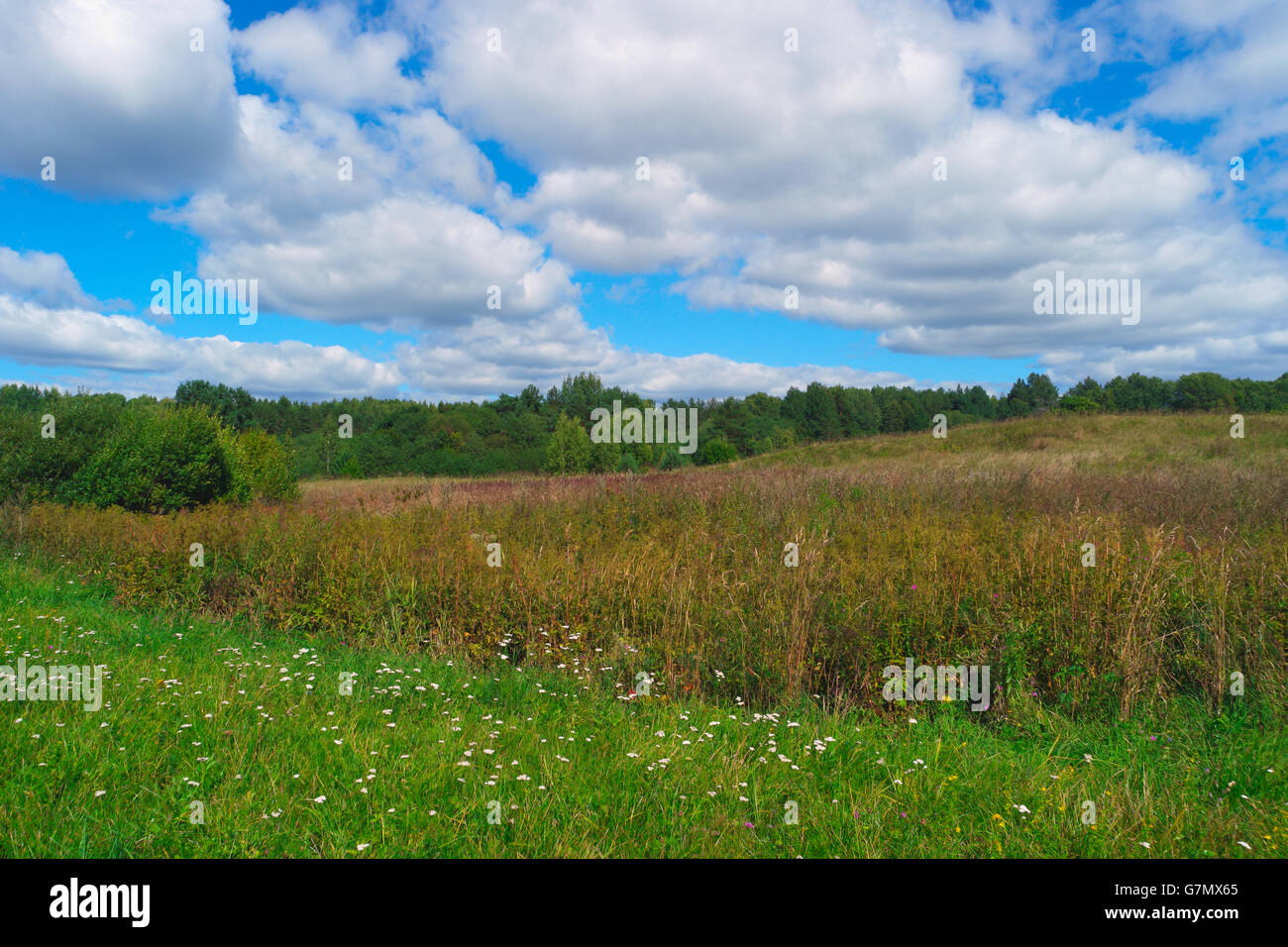 Hermoso paisaje de verano con hierba, árboles, el cielo y las nubes Foto de stock