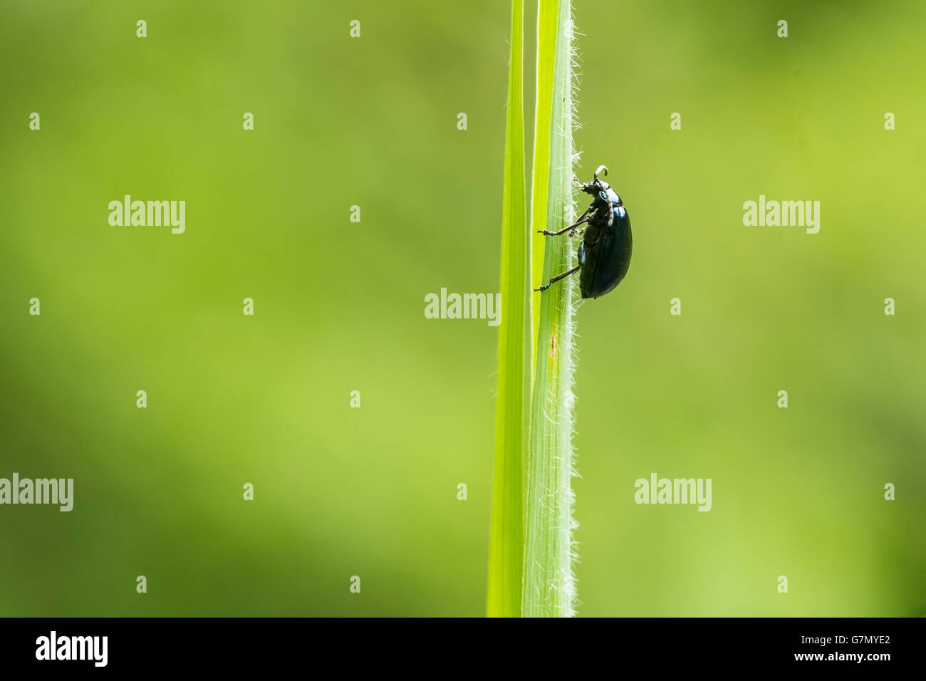 Macro abstracto de un escarabajo negro subiendo un tallo de láminas verticales. Fondo verde con un montón de espacio negativo, luz natural Foto de stock