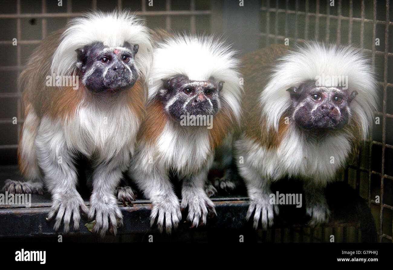Robo de monos fotografías e imágenes de alta resolución - Alamy