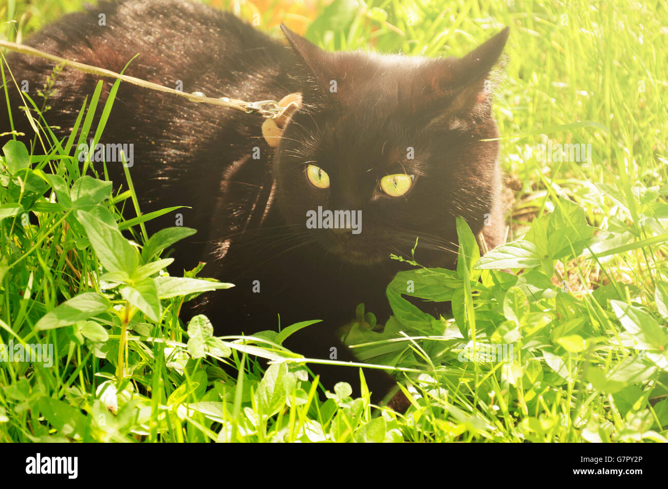 Gato negro sentado en la hierba verde Foto de stock