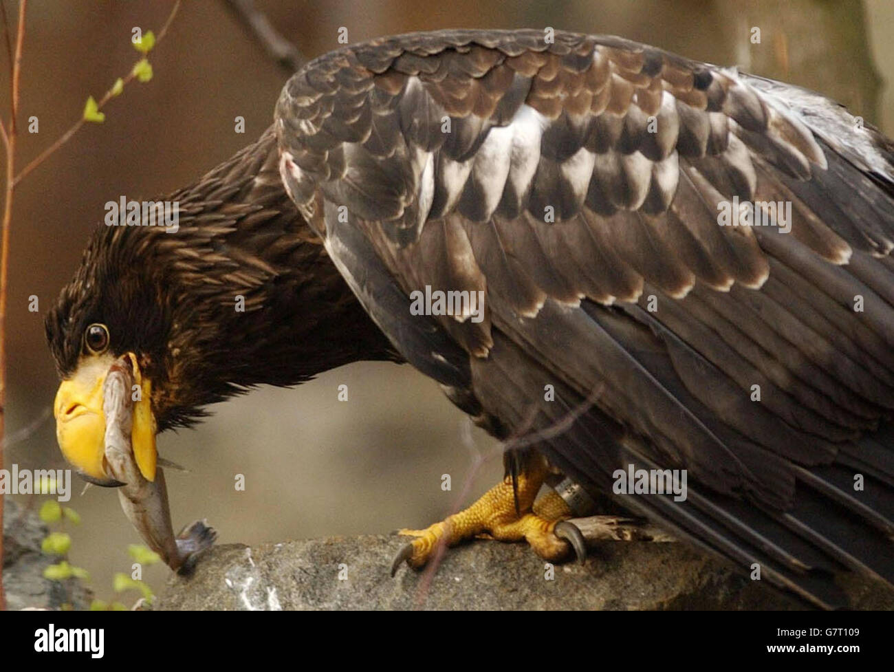 águila hembra fotografías e imágenes de alta resolución - Alamy