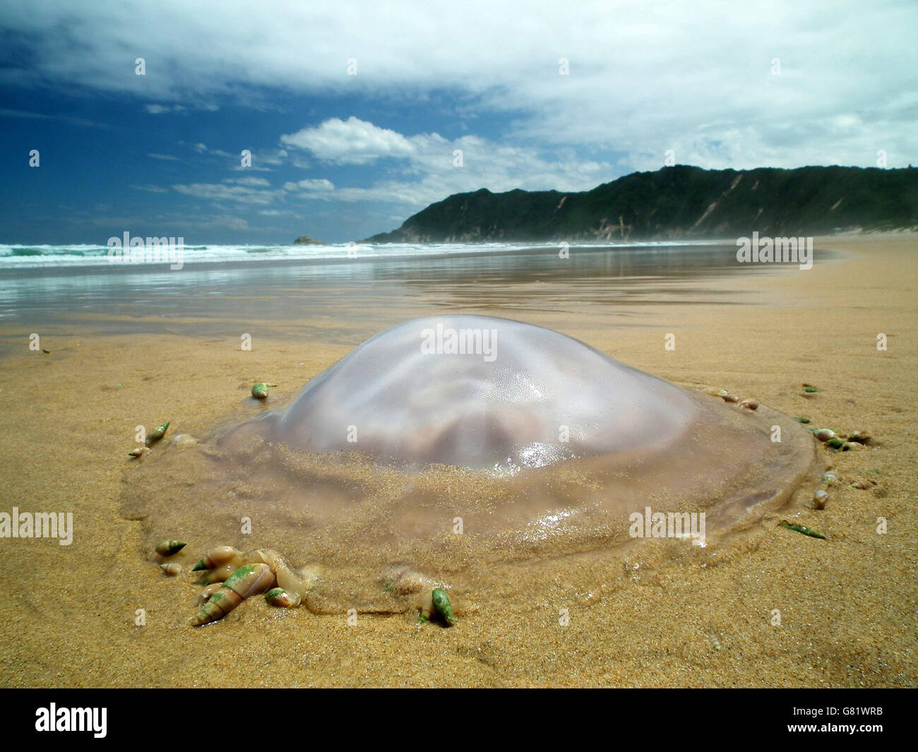 Las medusas y los caracoles de mar, sobre la playa, Eastern Cape, Sudáfrica; 14 de diciembre 11 Foto de stock
