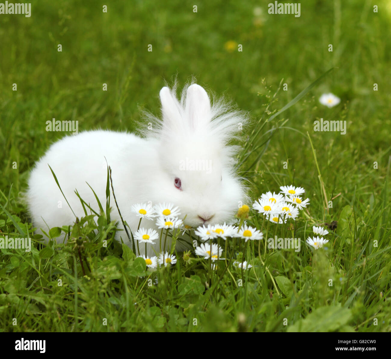 Conejo enano blanco pet Foto de stock
