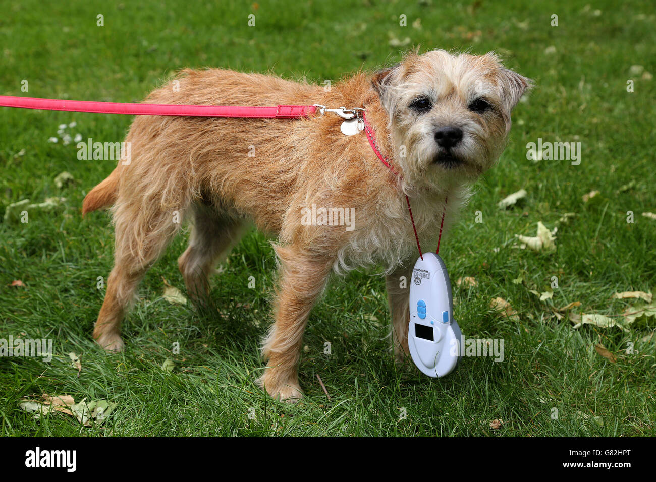 Solo para uso editorial teasel patterdale fotografías e imágenes de