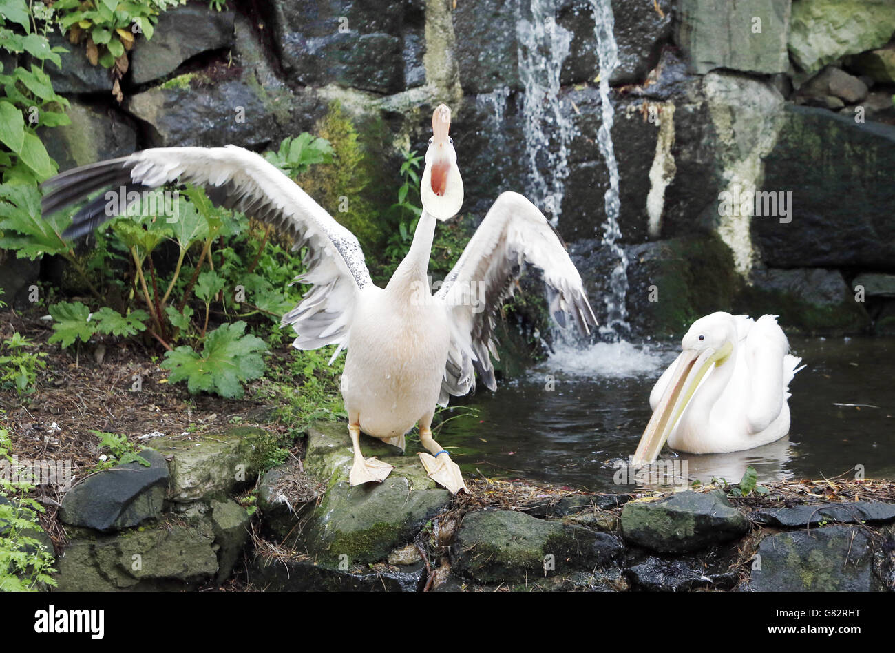 Pelícanos en la nueva exposición Pelican Walkthrough en el zoológico de Edimburgo en Escocia. Foto de stock