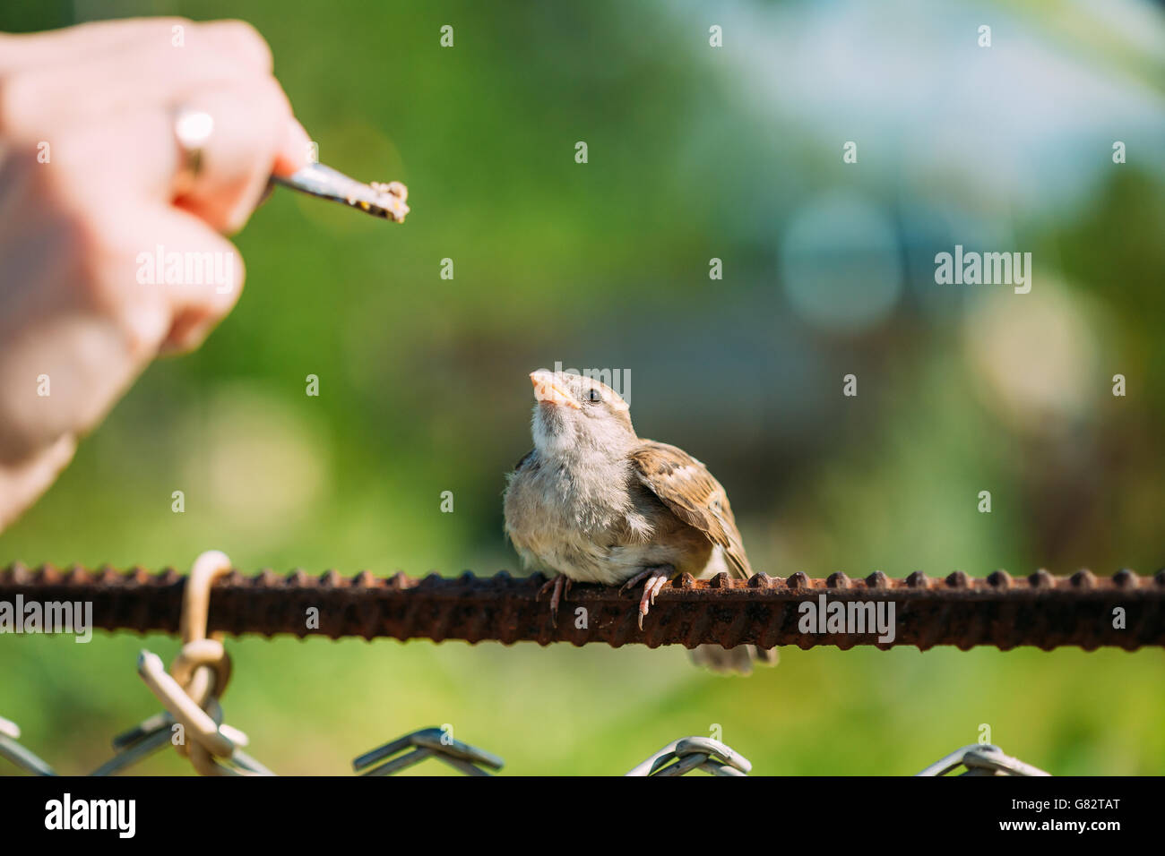 Alimentación de la joven chica, pájaro Gorrión Passer domesticus Yellow-Beaked Foto de stock