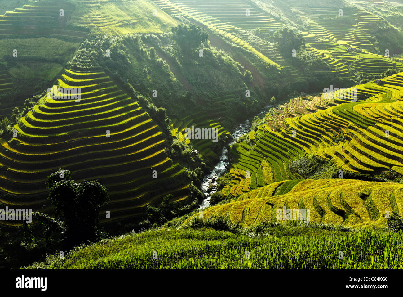Arrozales en terrazas de arrozales, Asia Foto de stock