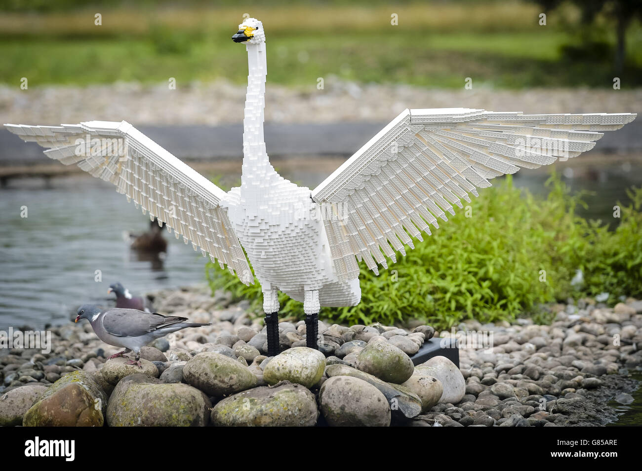Las palomas se alimentan de una escultura de LEGO para toda la vida de un cisne de Bewick en Wildfowl and Wetlands Trust Slimbridge, Gloucestershire, donde 10 animales de ladrillo de LEGO diseñados individualmente se exhiben durante el verano. Foto de stock