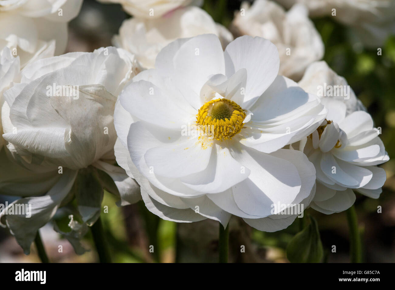 Cerca de anémona blanca flor Foto de stock