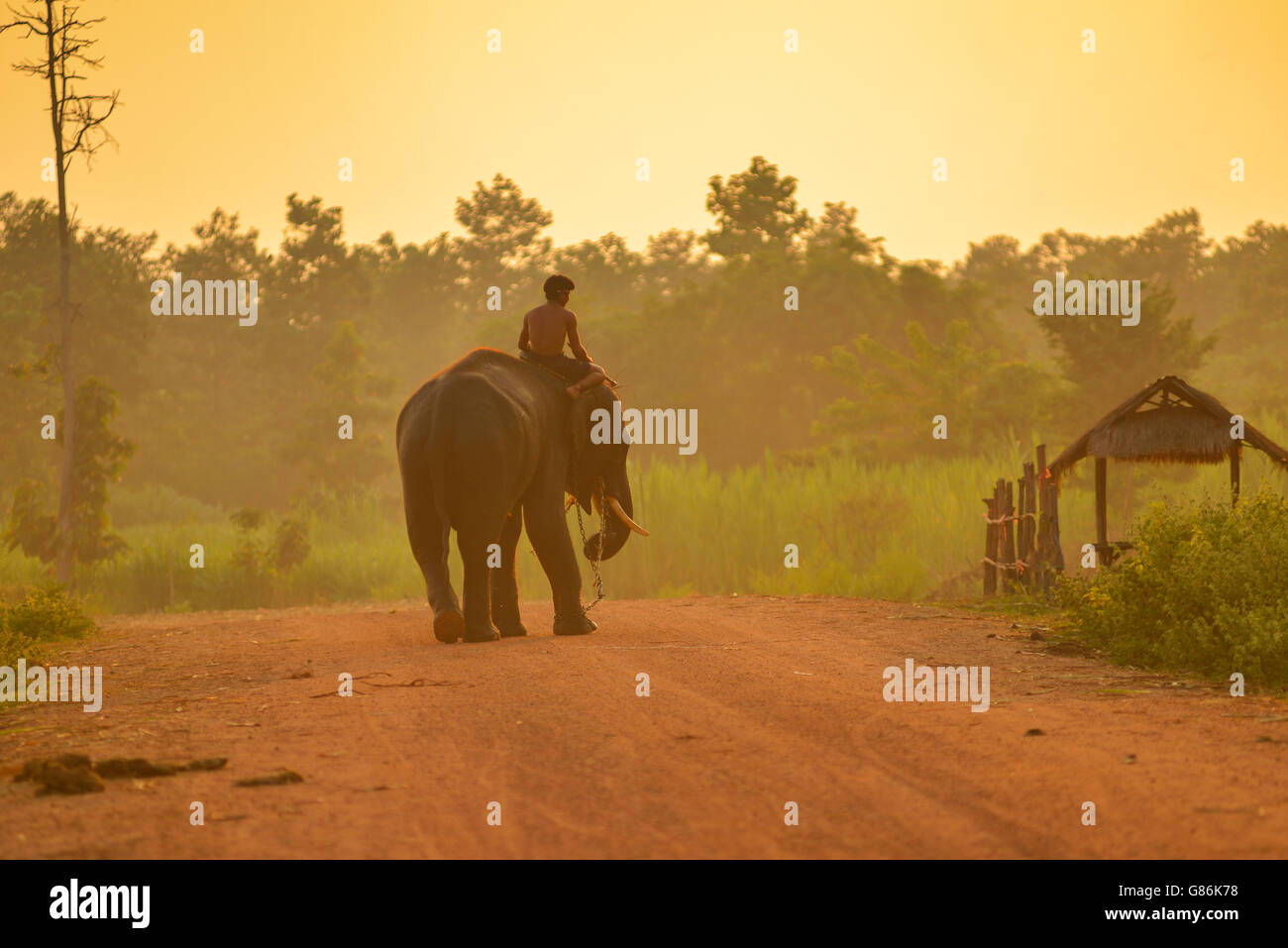Hombre de cornaca montando elefantes en Sunrise, Tailandia Foto de stock