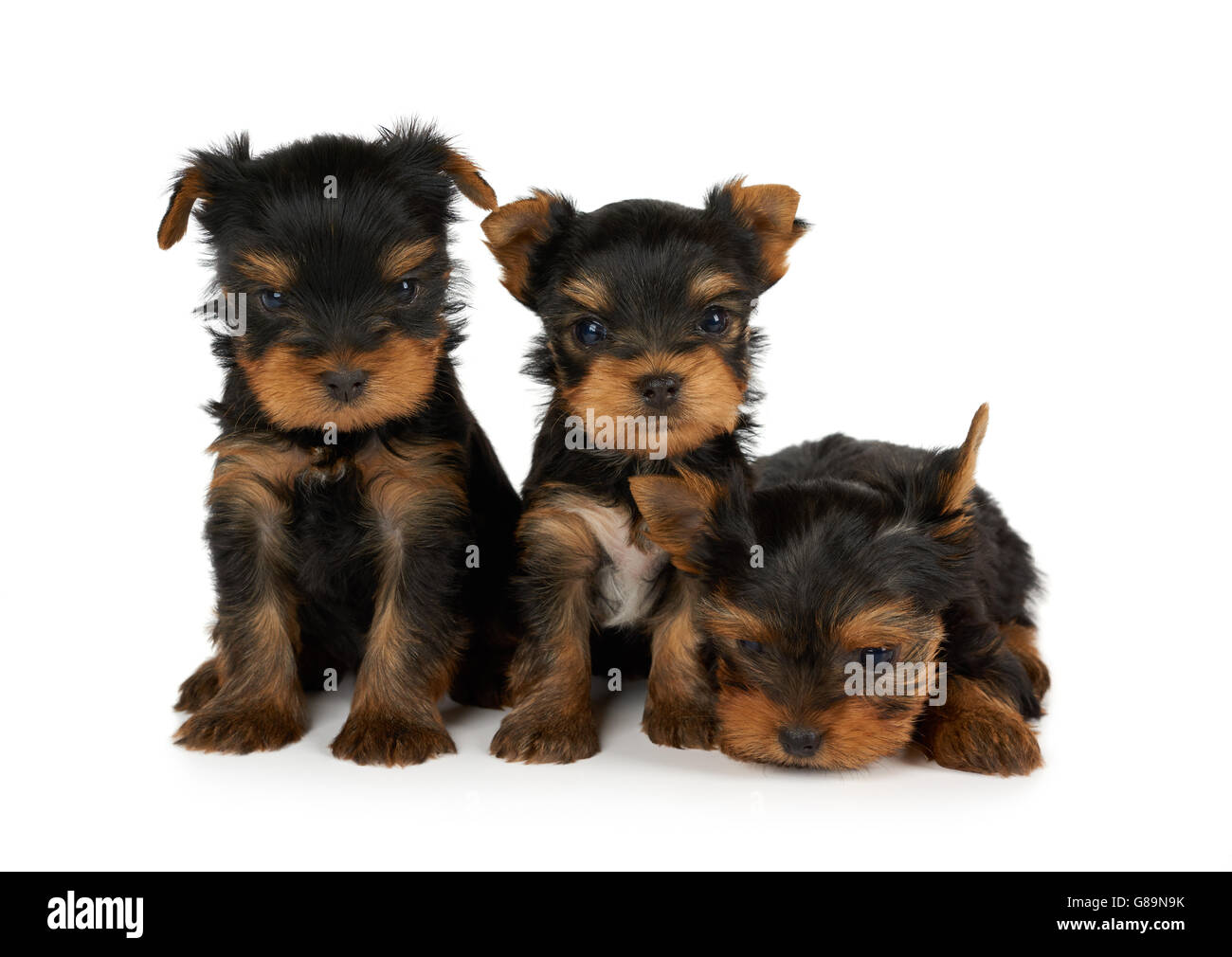 Tres pequeños y lindos cachorritos de Yorkshire Terrier aislado en blanco Foto de stock