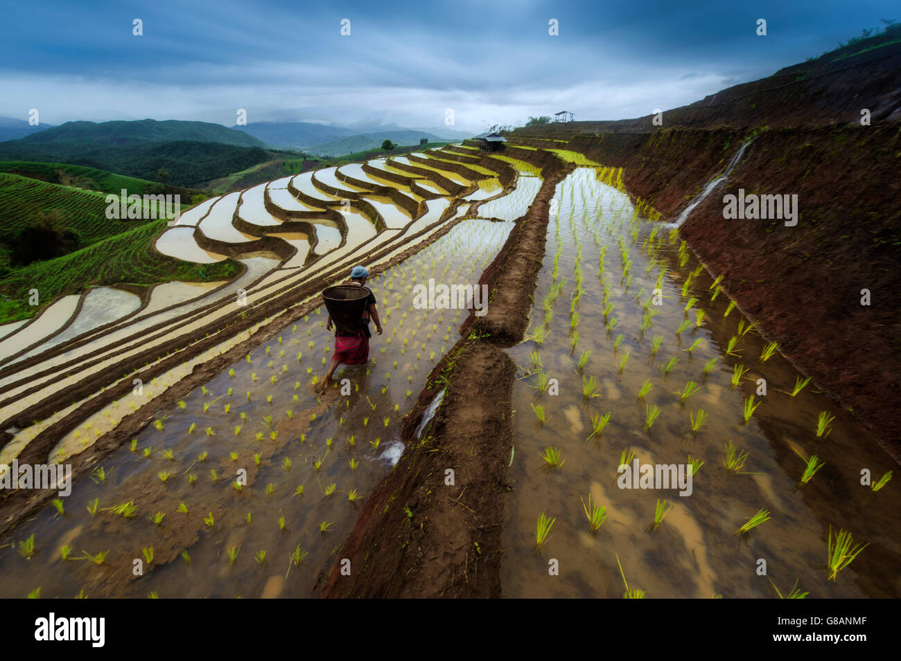 Mujer trabajando en terrazas de arrozales, Tailandia Foto de stock