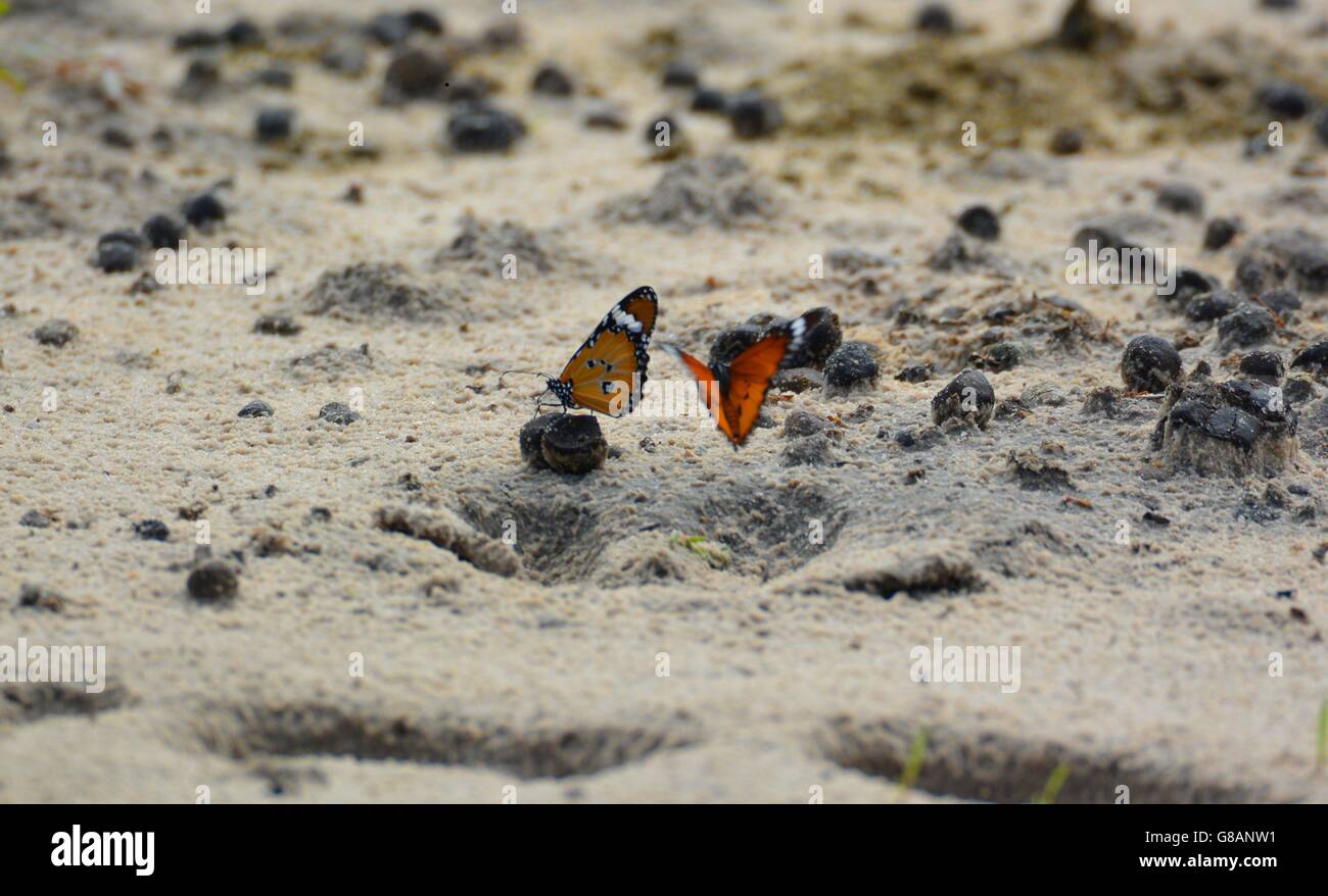 Las mariposas volando en una huella de leones Fotografía de stock - Alamy