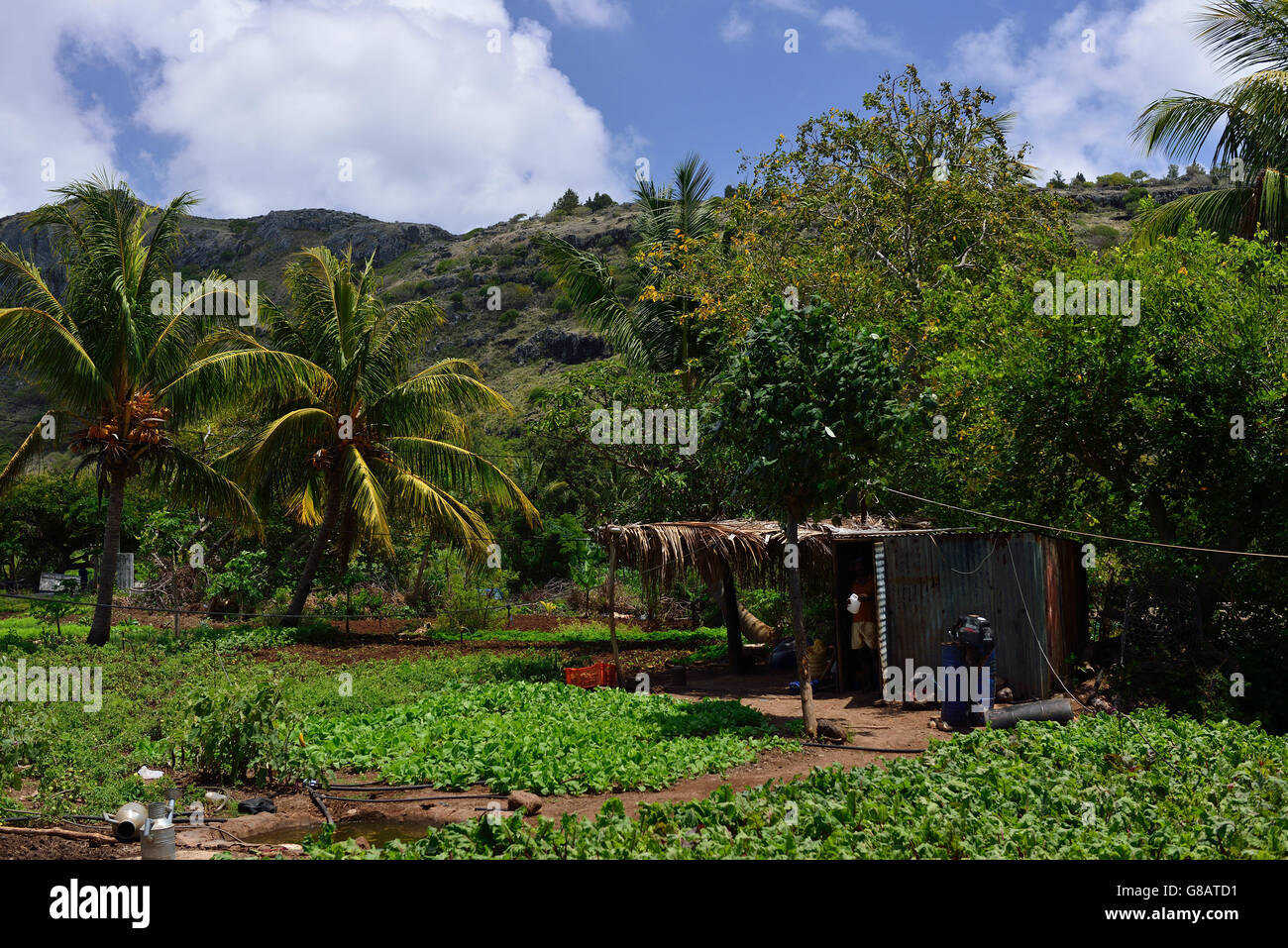 Riviere banane fotografías e imágenes de alta resolución Alamy
