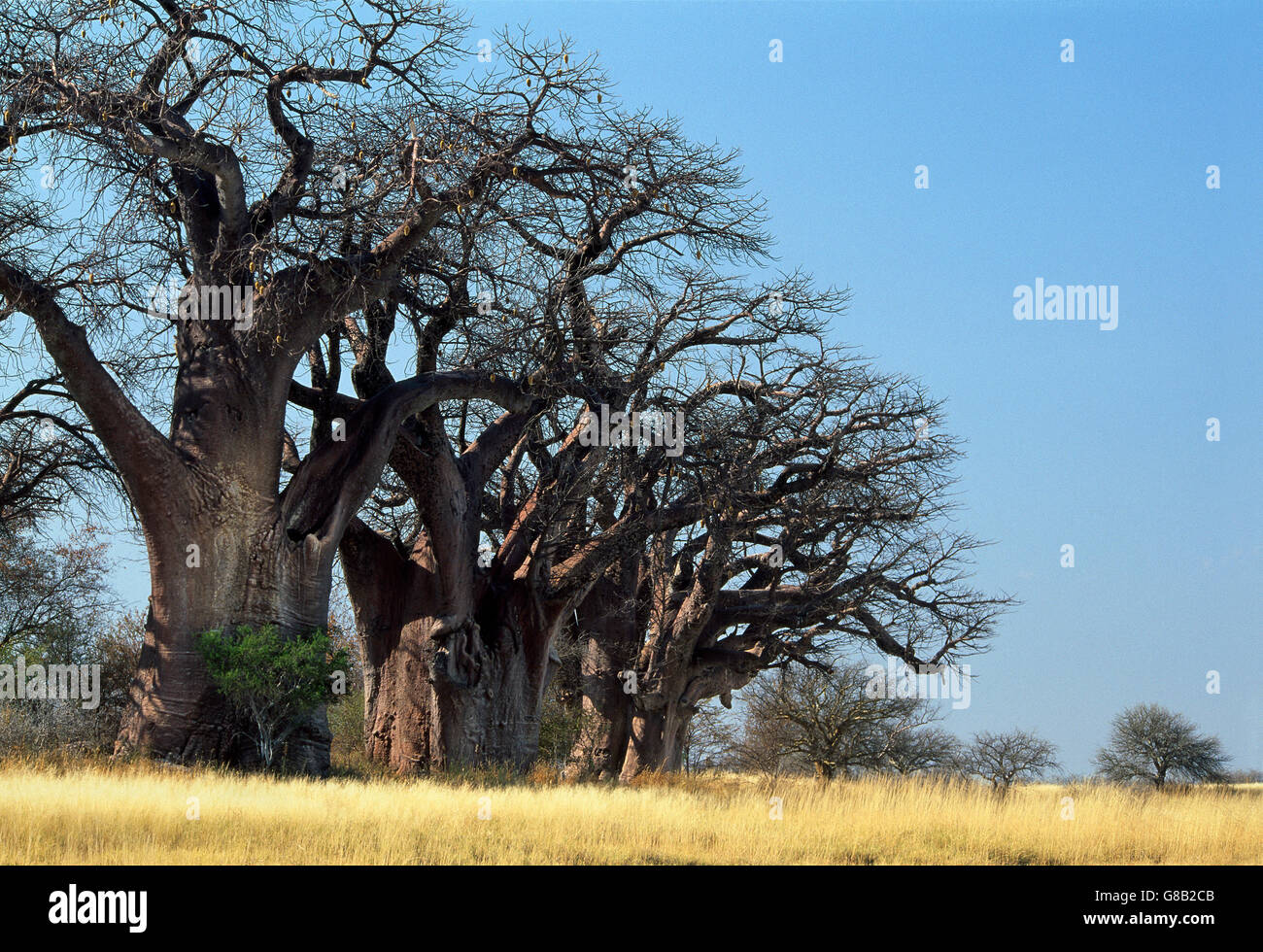 Botswana, Baines Baobabs Nxai Pan Foto de stock