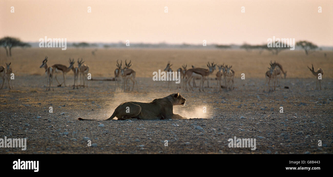 Estrategia de caza de León, Nxai Pan, Botswana Foto de stock