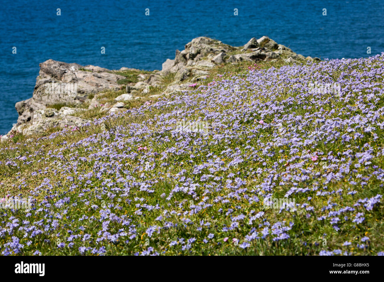 Ceredigion, Gales, Reino Unido, Llangrannog, flores silvestres, clifftop alfombra de flores de primavera azul pequeño Squill, Scilla verna Foto de stock