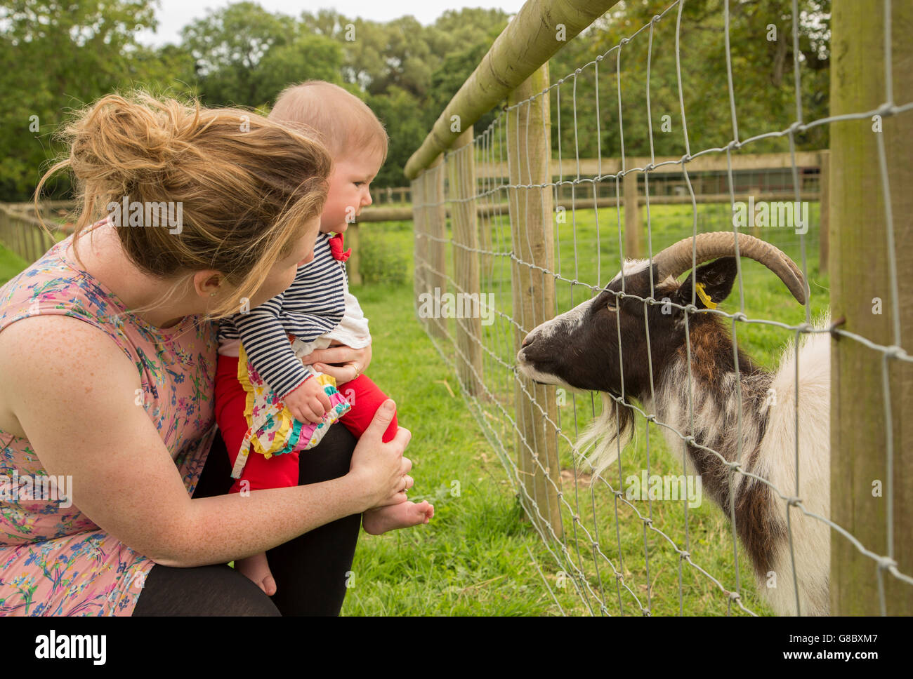 Niña mirando una cabra en una granja Foto de stock