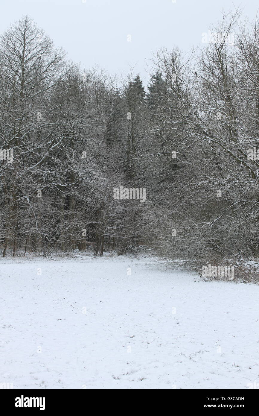 Escena de Invierno, la nieve, el bosque, el invierno, Hampshire, Reino Unido, Navidad Foto de stock