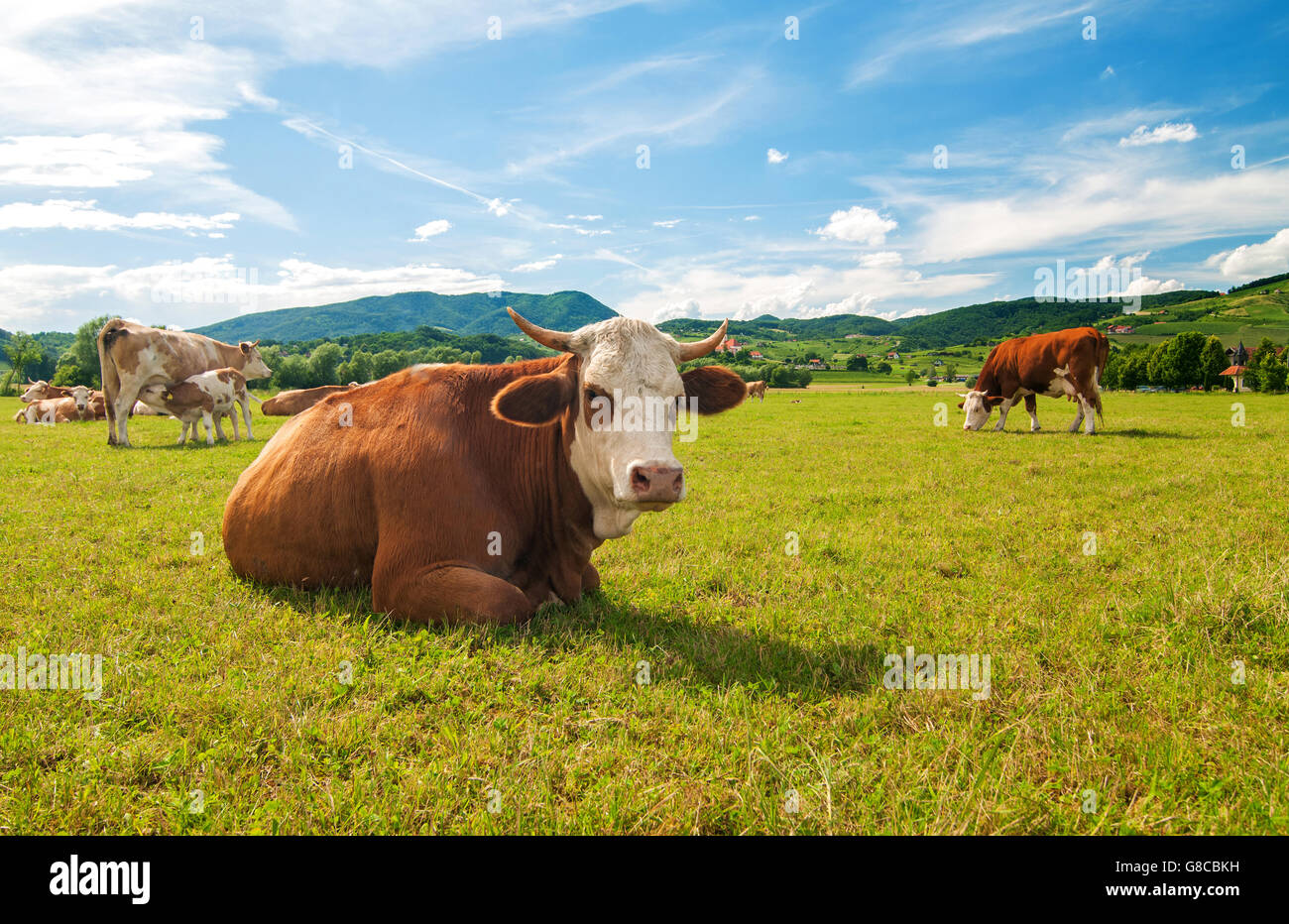 Vaca Premium a la piedra 2,5kg – Trasacar