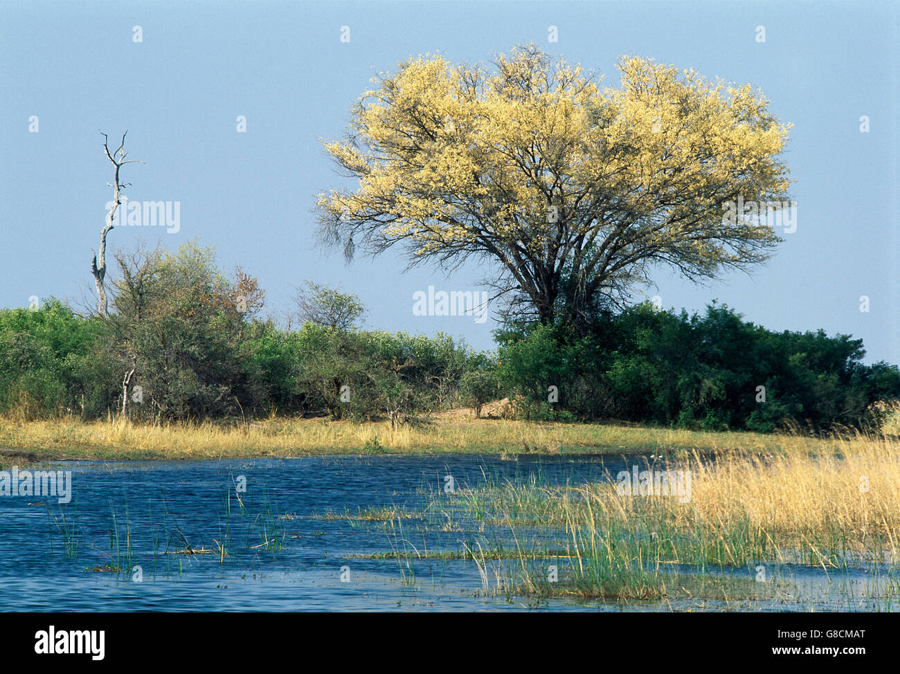 Sabana arbolada en los bancos del río Kwando, Namibia. Foto de stock