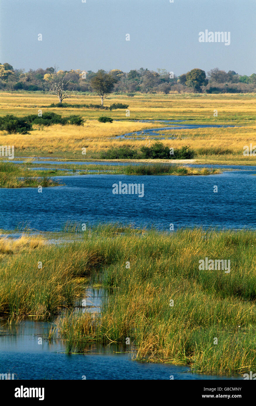 Sabana arbolada en los bancos del río Kwando, Namibia. Foto de stock