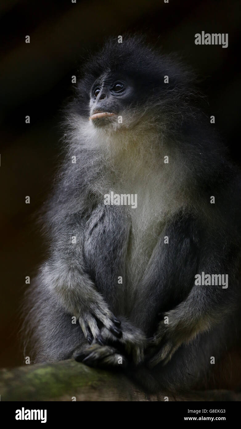 Sianak, un joven mono de hoja grizzled macho en su recinto en el Parque de animales salvajes de Howletts cerca de Canterbury en Kent, mientras cinco machos y dos hembras están siendo enviados al proyecto Javan Primate en Indonesia. Foto de stock