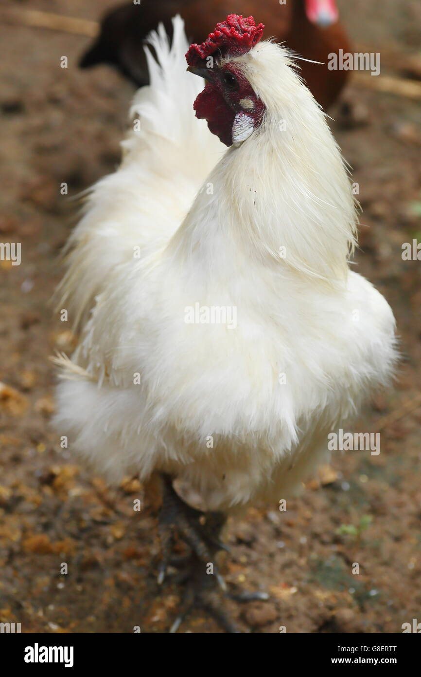Silkie blanco pollo en el corral Foto de stock