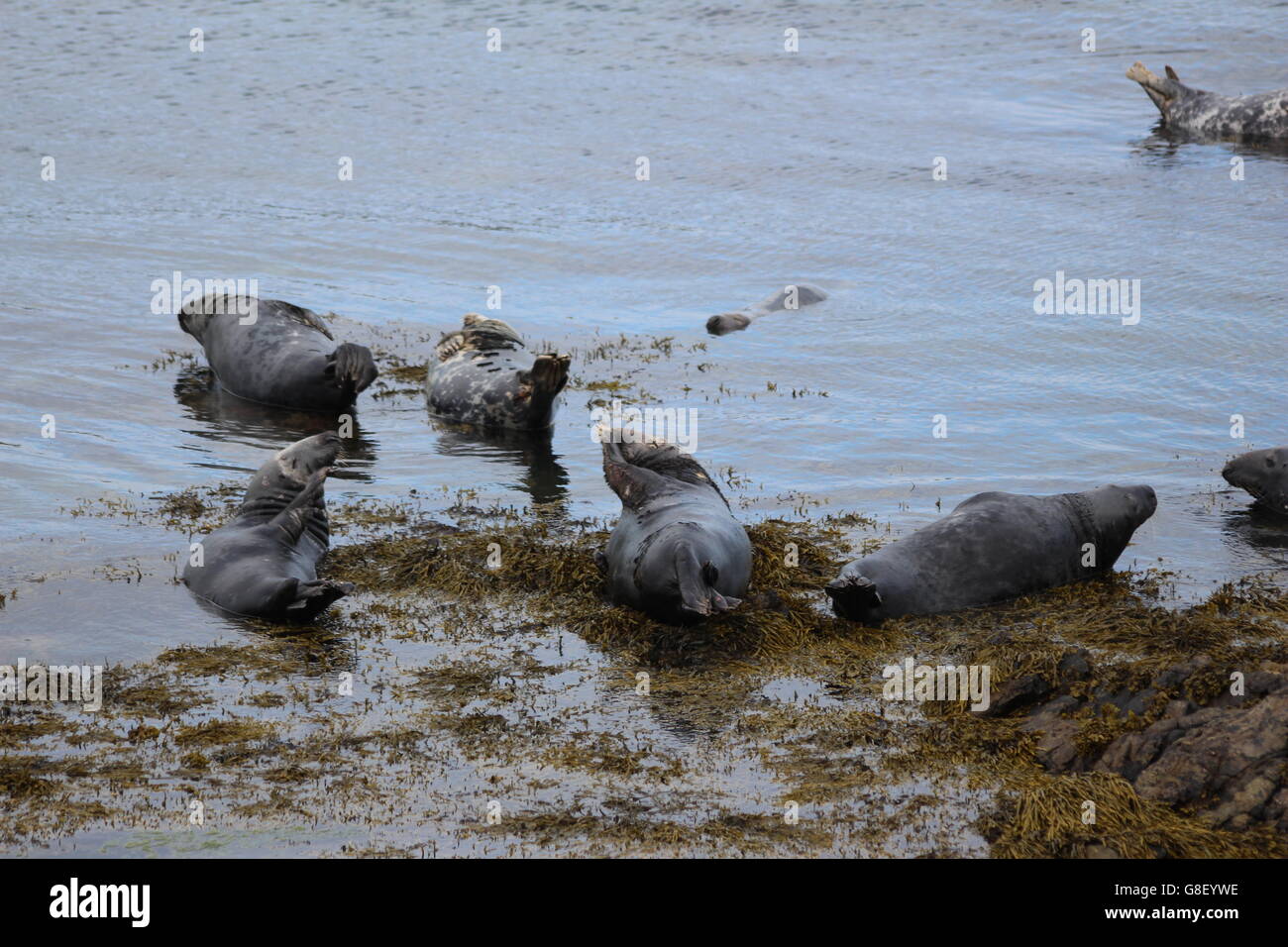 Las focas grises en la isla Bardsey, North Wales Foto de stock