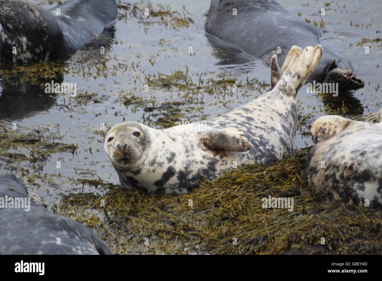 Las focas grises en la isla Bardsey, North Wales Foto de stock