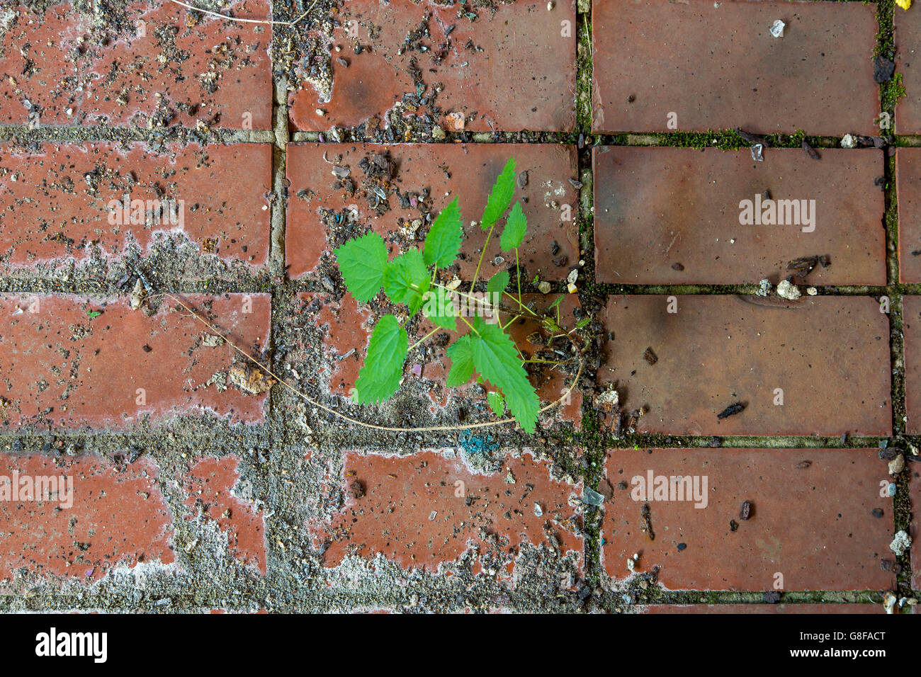 Las plantas que crecen en una zona industrial, extraño, hostil en el medio ambiente, a través de una fuga de las baldosas del suelo, Foto de stock