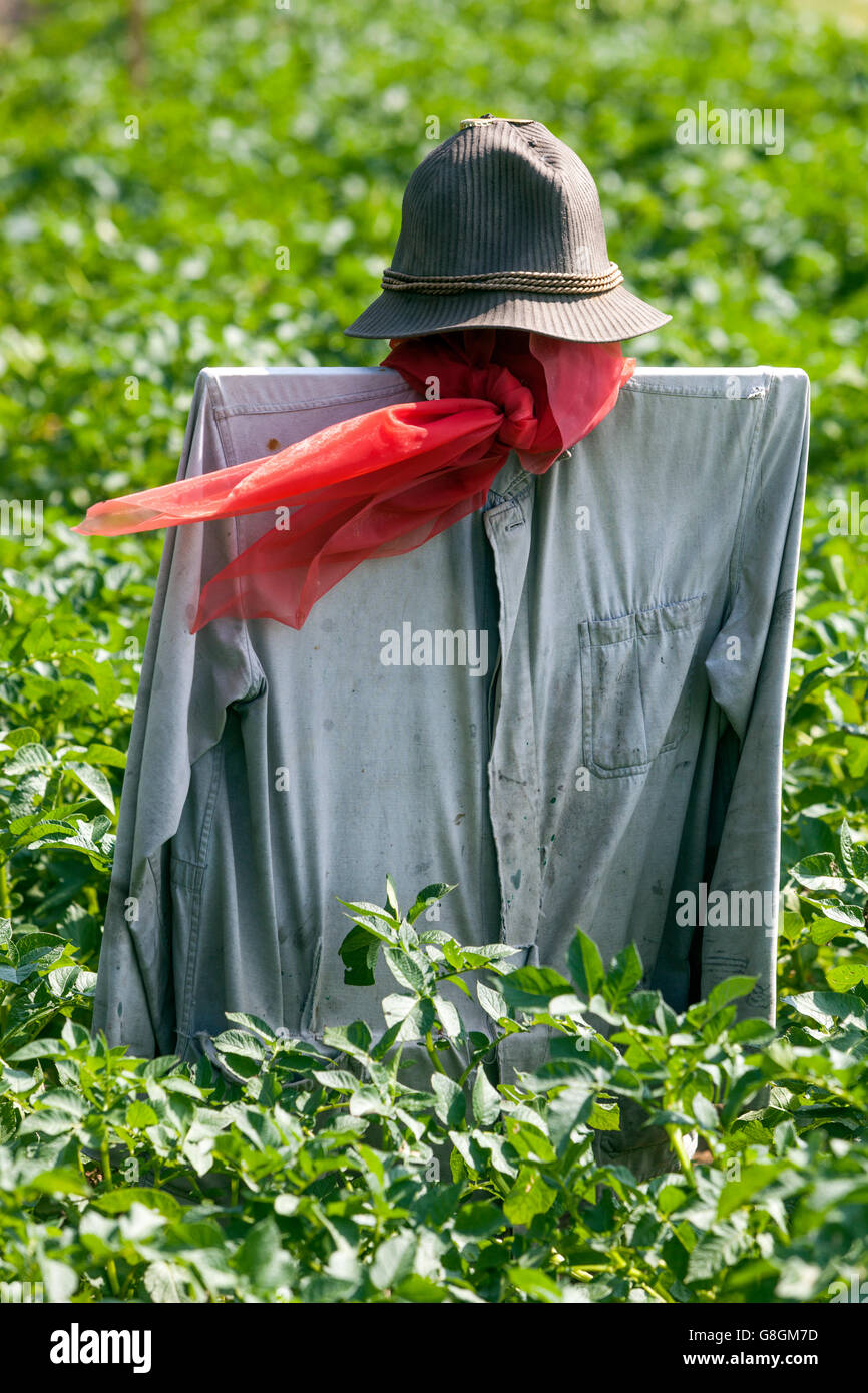 El Espantapájaros con pañuelo rojo revoloteaban en el viento, un campo de patatas Foto de stock