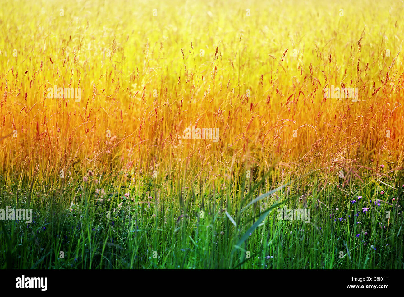 Fotos de hierba verde brillante sobre una pradera de verano Foto de stock