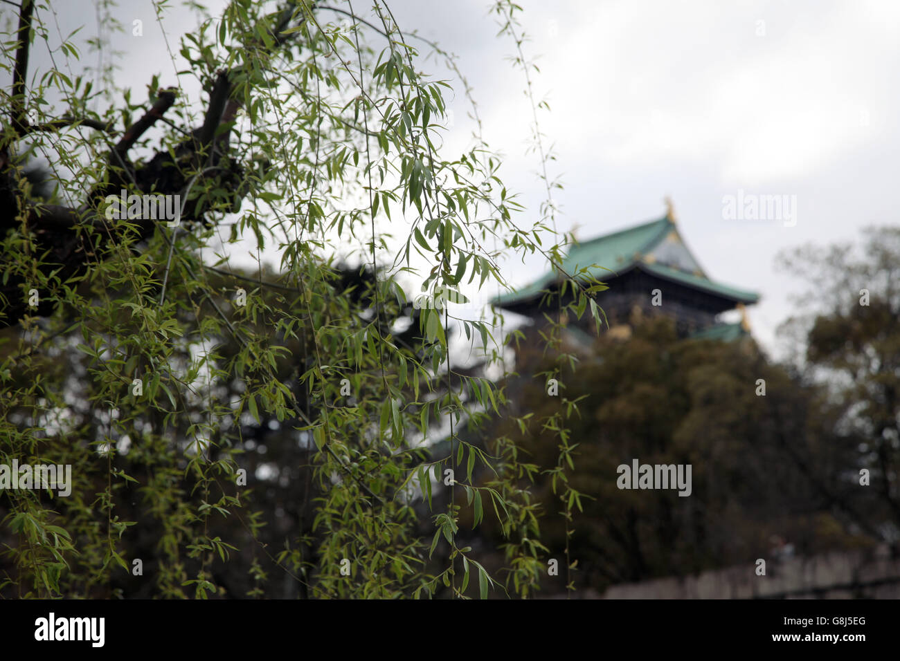 Es una foto del castillo de Osaka en Japón durante la temporada de primavera. Vemos un sauce llorón en primer plano Foto de stock