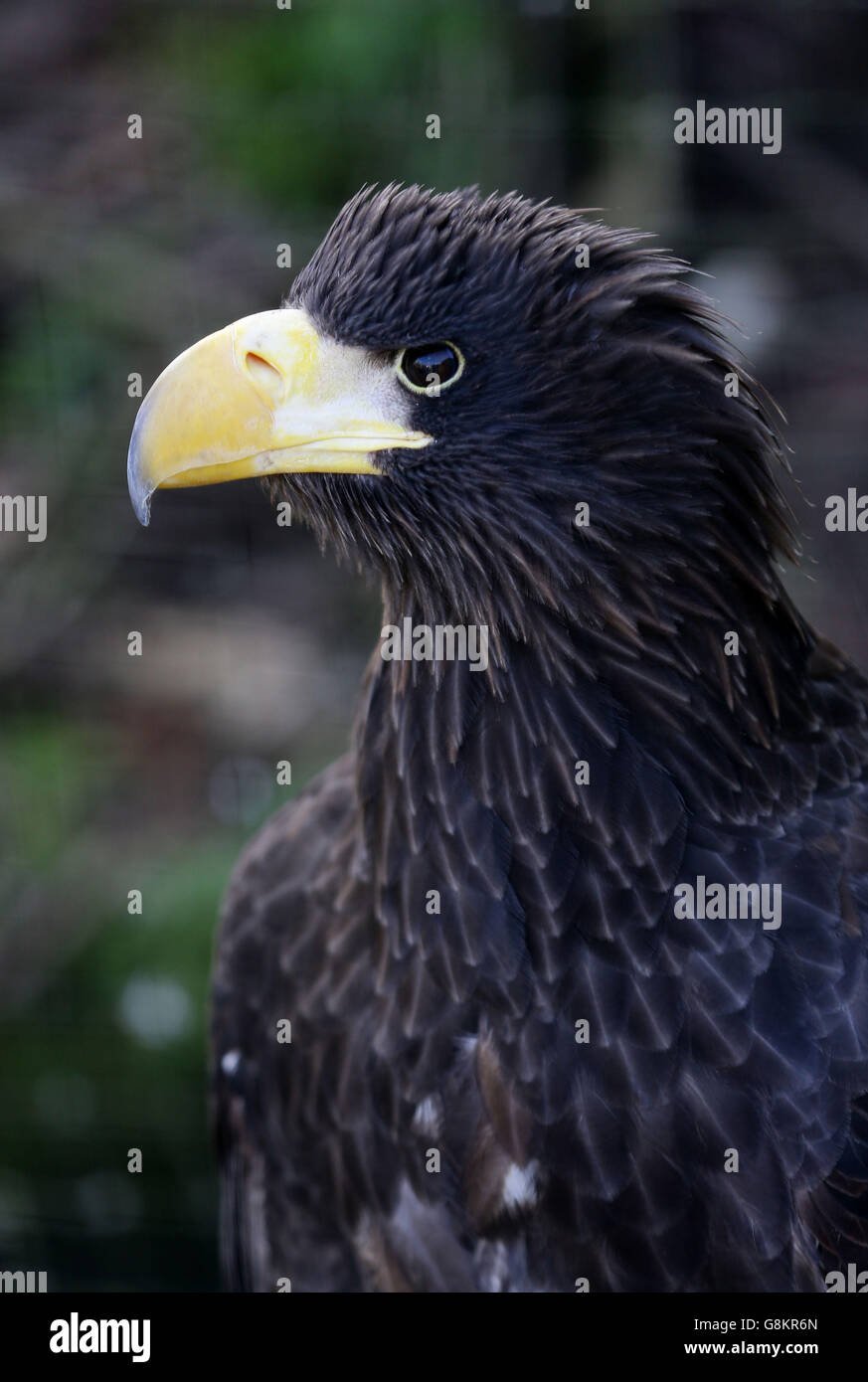 El águila marina perdida regresa fotografías e imágenes de alta resolución  - Alamy