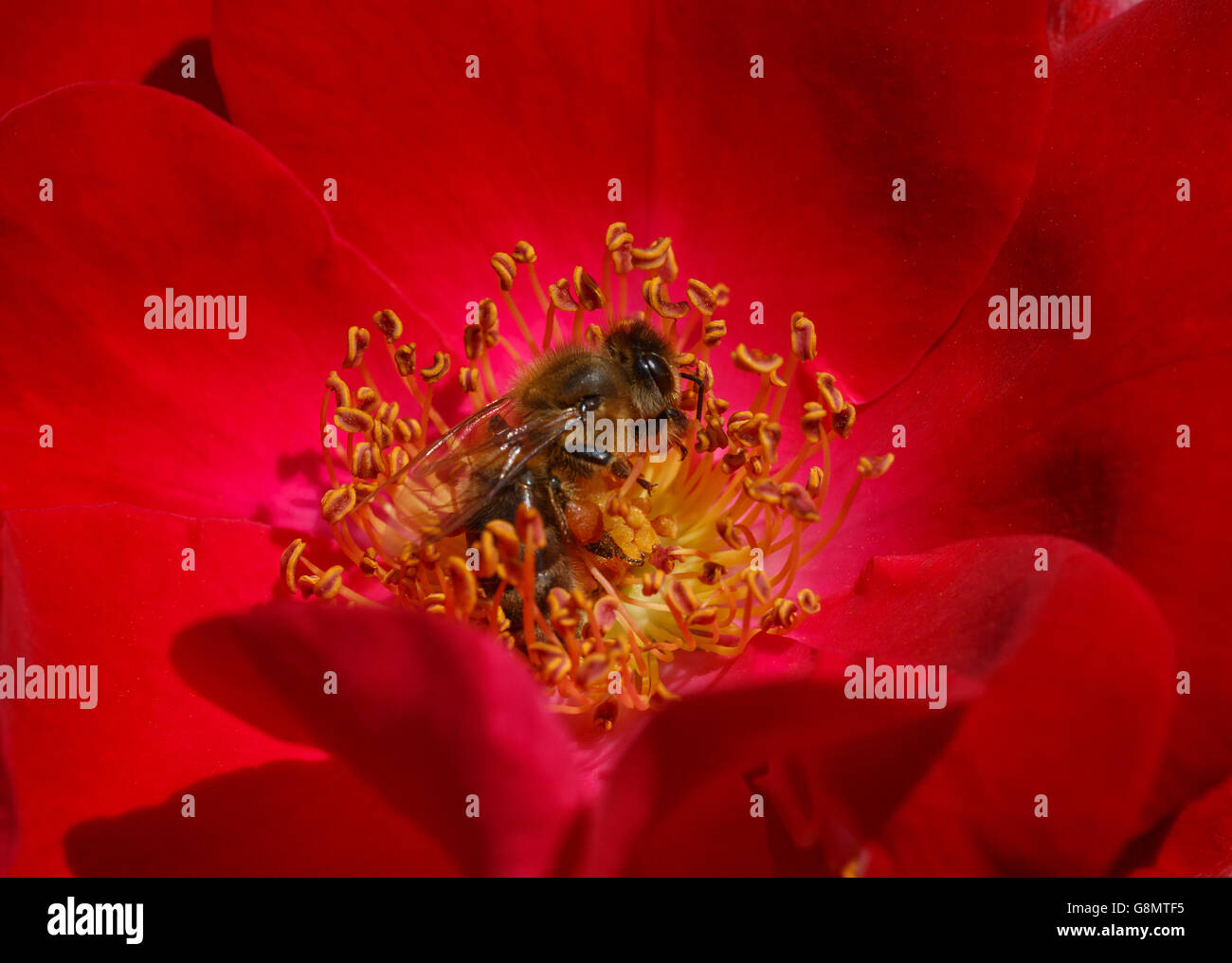 Cerca de abeja dentro de rosa roja Foto de stock