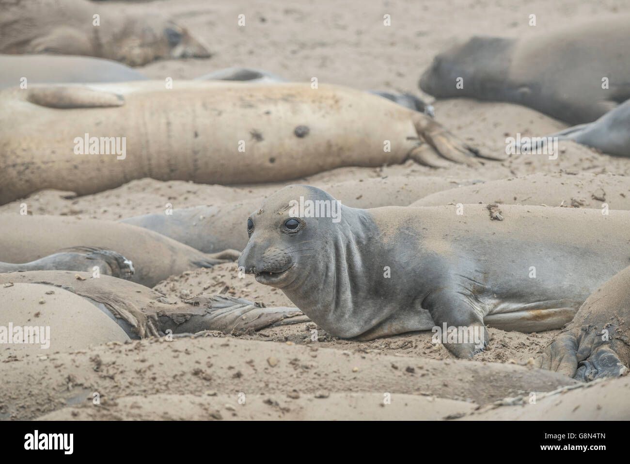 Mirounga angustirostris ocean fotografías e imágenes de alta resolución