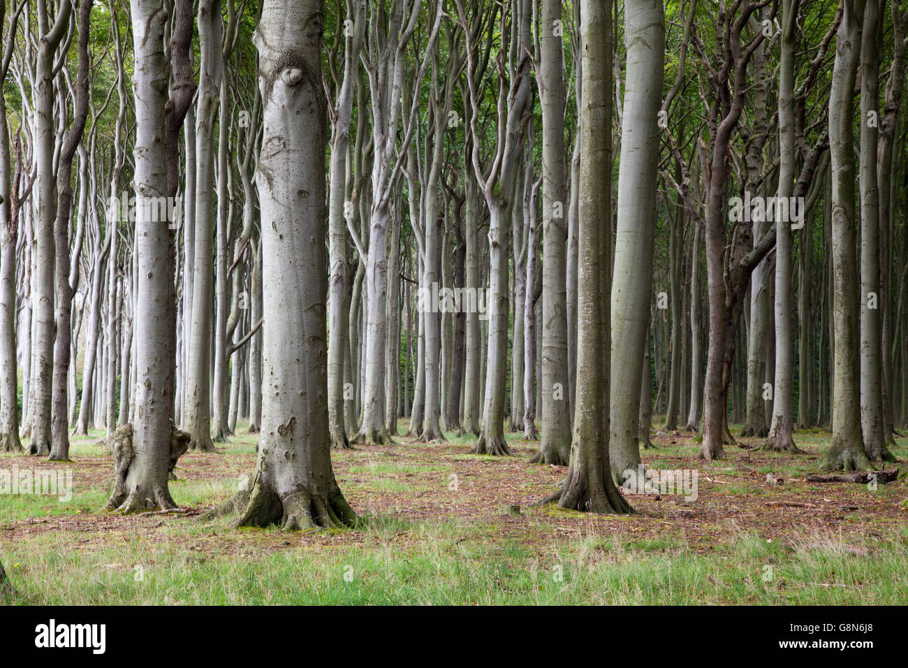Gespensterwald, fantasmal bosque, Nienhager Holz, Mar Báltico ciudad resort de Nienhagen, Mecklemburgo-Pomerania Occidental Foto de stock