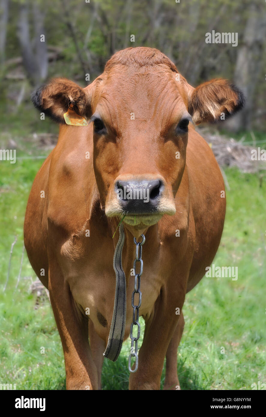 Cejas cara de vaca en un prado en Savoie Foto de stock