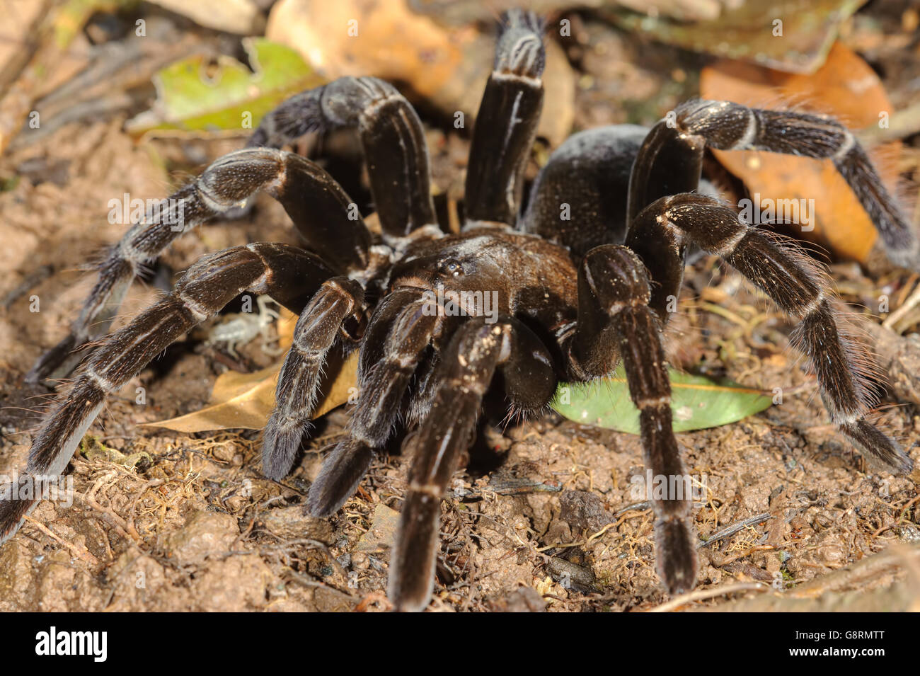 Tarantula gigante (Pamphobeteus sp.) en la Reserva Nacional Tambopata, Perú Foto de stock