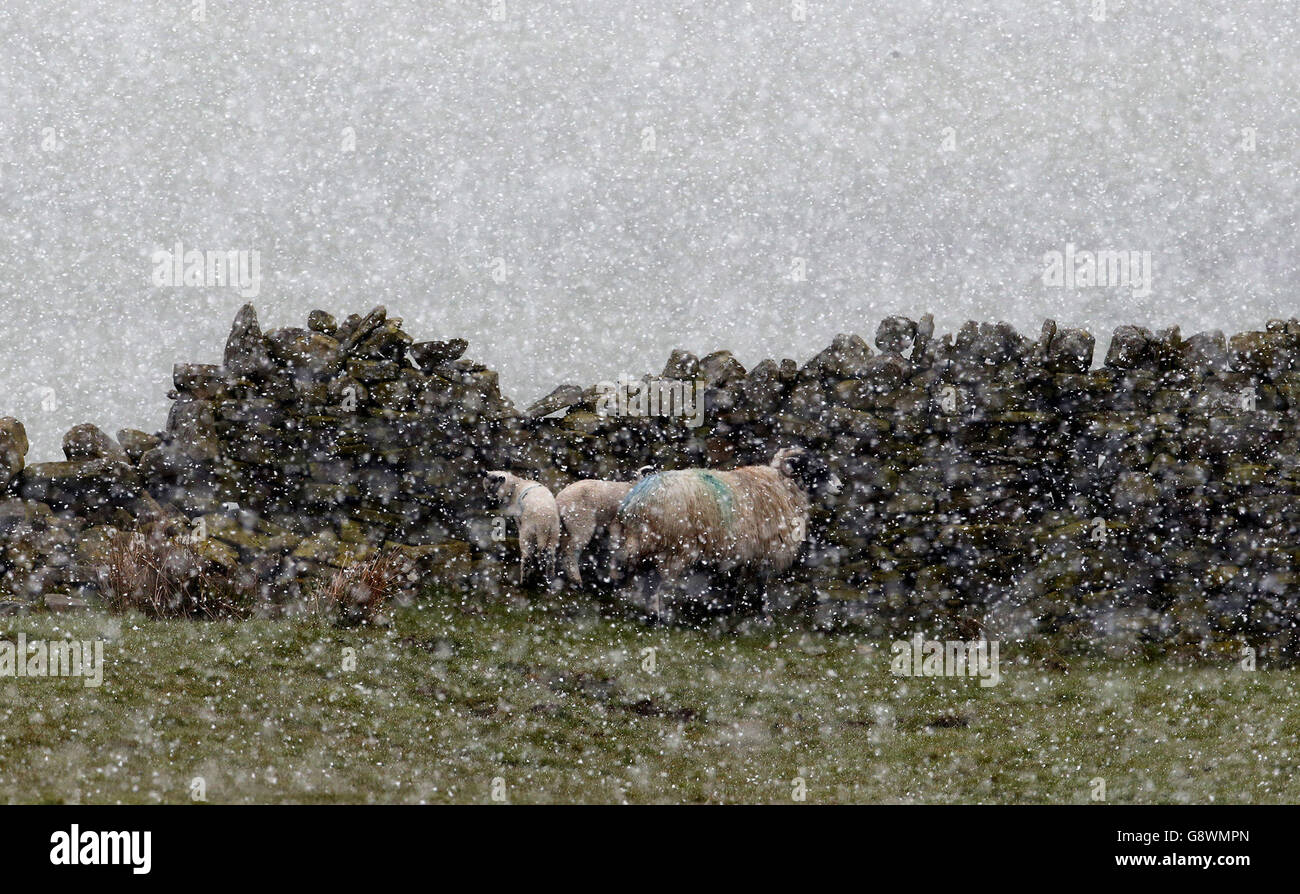 Ovejas y corderos en una ventisca de nieve cerca de Nenthead en Cumbria. Foto de stock