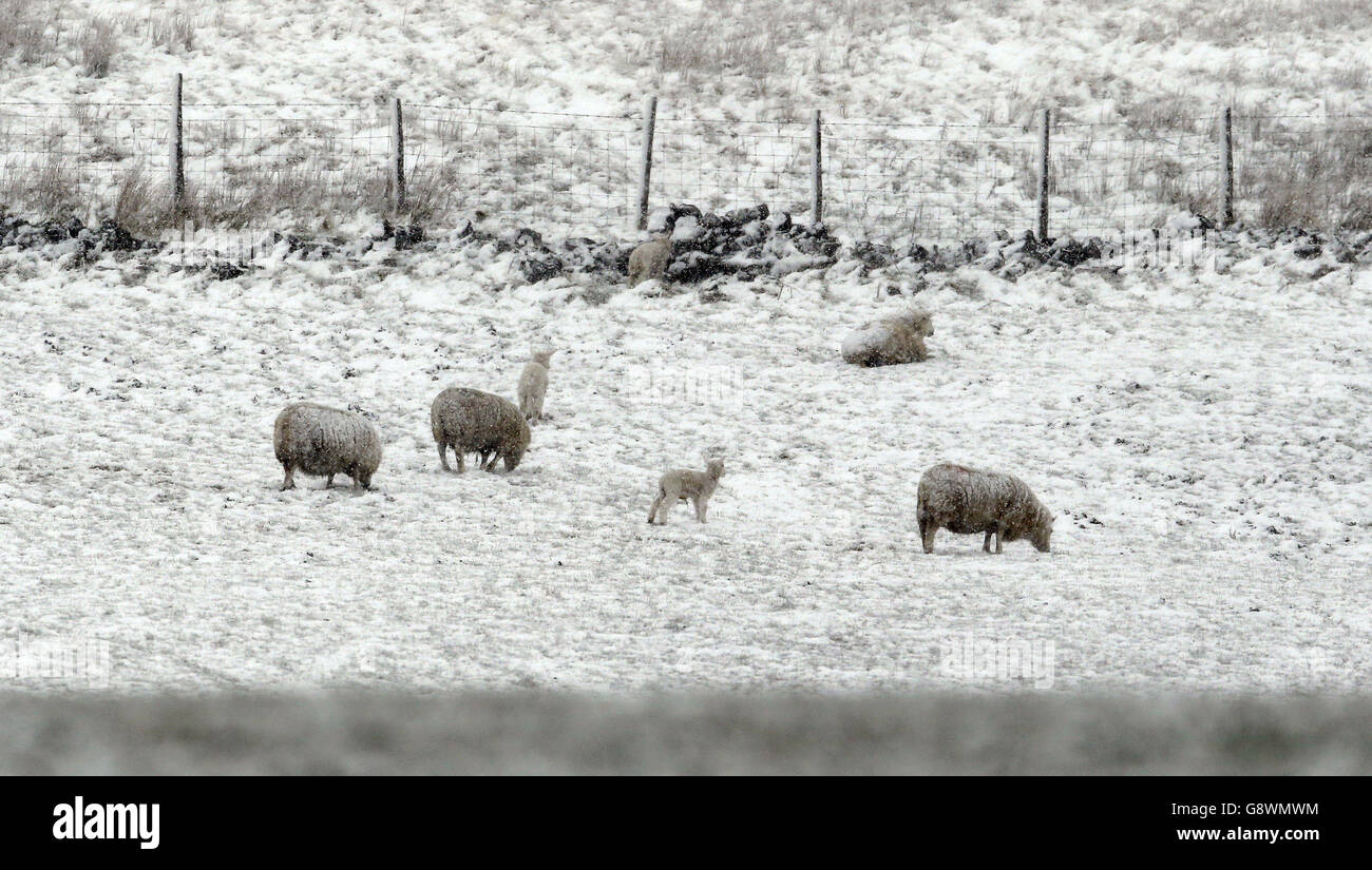 Ovejas y corderos en una ventisca de nieve cerca de Alston en Cumbria. Foto de stock