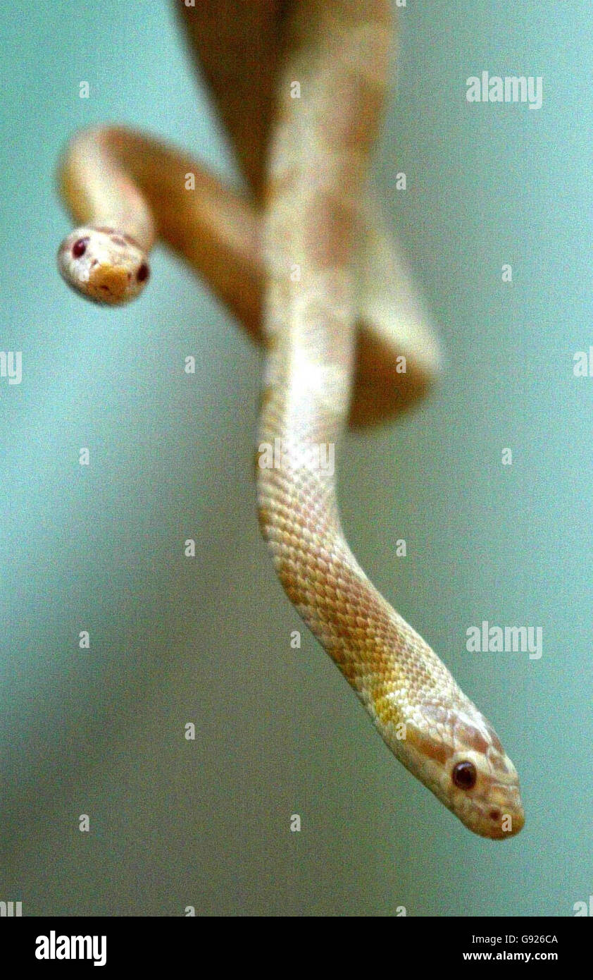 Las dos nuevas serpientes de maíz del zoológico de Edimburgo, miércoles 21 de diciembre de 2005, que fueron criadas el 2 de junio de 2005. Las serpientes pueden crecer a unos seis pies y se encuentran en Norteamérica. ASOCIACIÓN DE PRENSA Foto. El crédito de la foto debe decir: David Cheskin/PA. Foto de stock