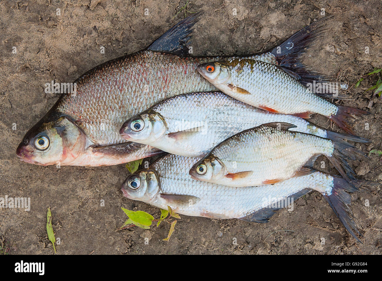 Los peces de agua dulce sólo tomadas desde el agua. Varios peces de besugo y plata dorada o besugo blanco sobre fondo natural. Foto de stock