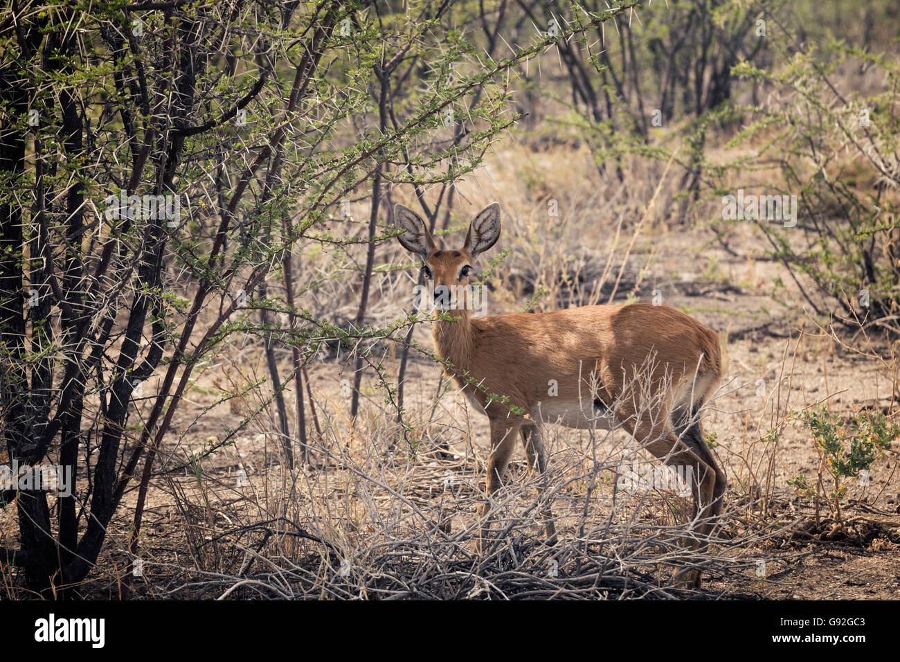 Impala antílope en la sabana de Namibia. Foto de stock