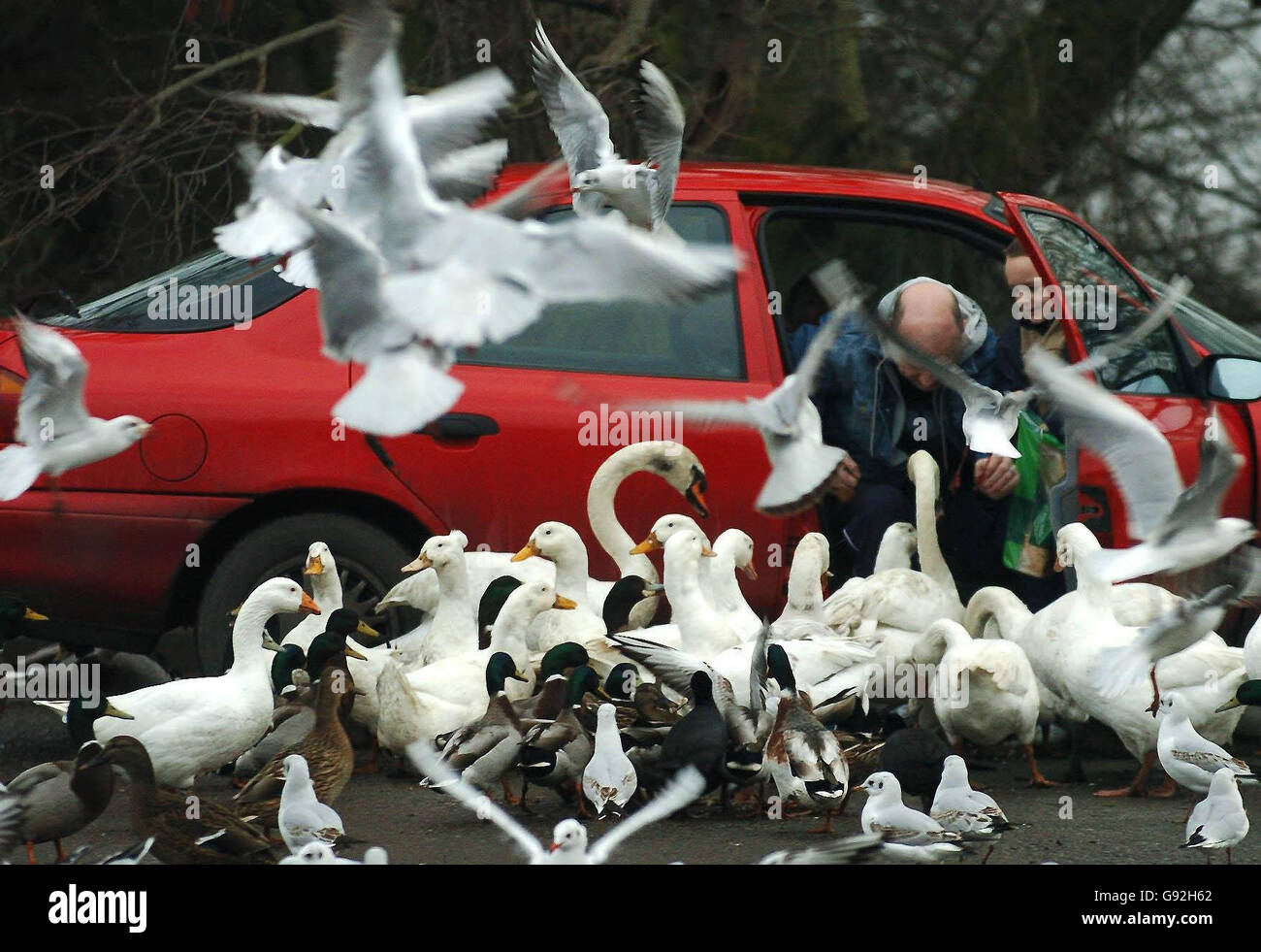 Con la propagación de la gripe aviar en Turquía, el público continúa alimentando aves silvestres en santuarios como el sitio RSPB en Fairburn Ens cerca de Leeds, con cisnes, muchos tipos de patos y gansos, así como otras aves migratorias disfrutando de su comida. Foto de stock