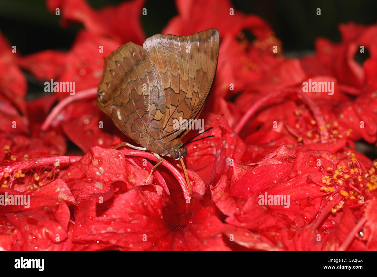 Mariposa marrón común chupar néctar de flores de hibisco. Foto de stock
