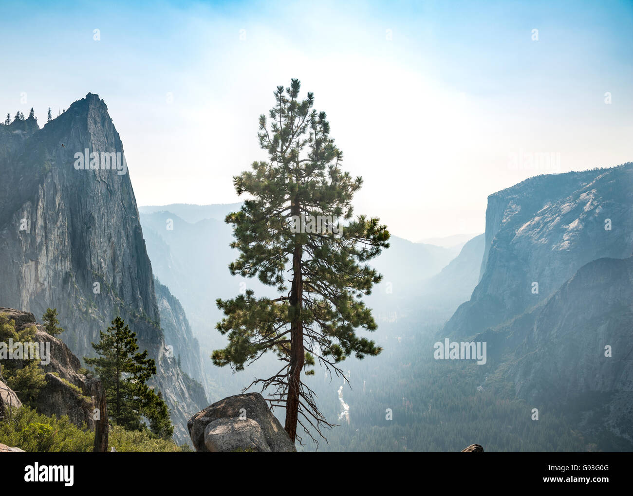 Árbol, vistas al valle de Yosemite, Taft Point, El Capitan, el Parque Nacional Yosemite, California, EE.UU. Foto de stock