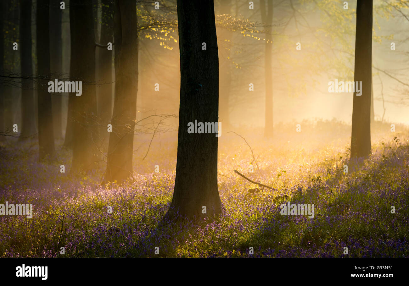Bluebell woodland reino unido fotografías e imágenes de alta resolución Alamy