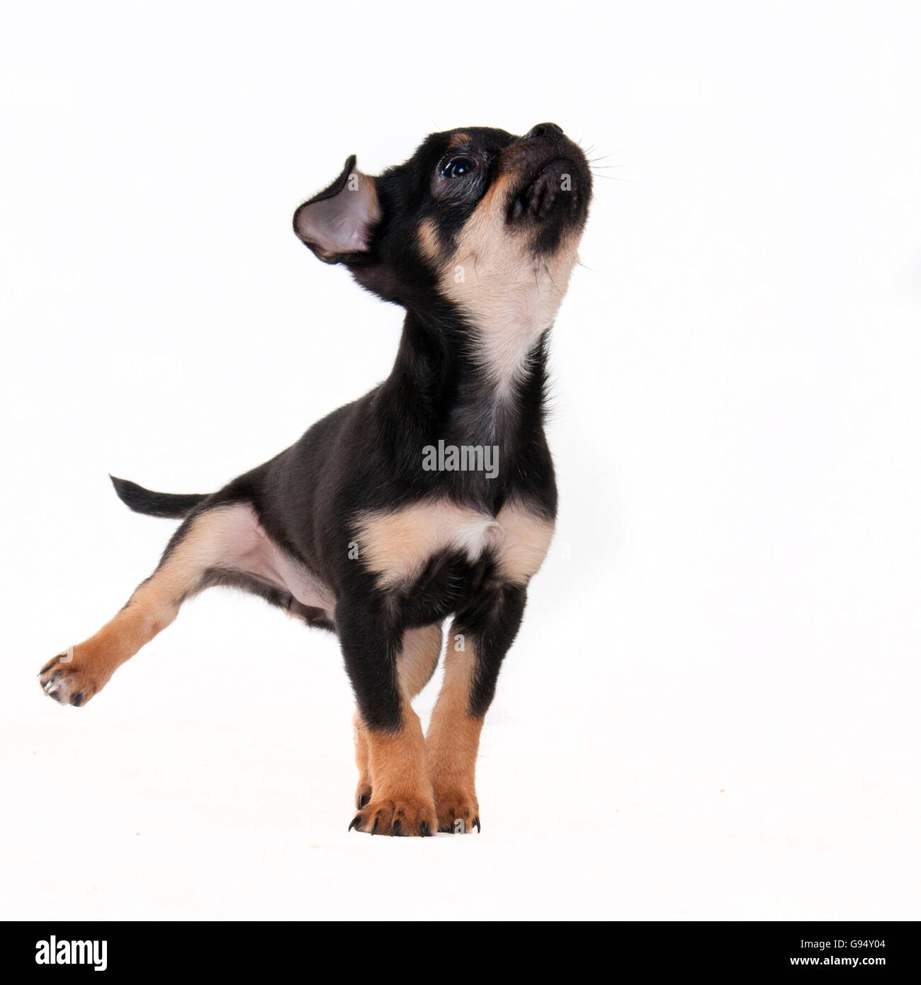 Chihuahua De Pelo Corto Puppy 11 Semanas Negro Y Marron Pelaje Liso Fotografia De Stock Alamy